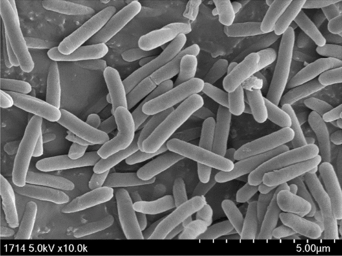 Metabacillus elymi sp. nov.